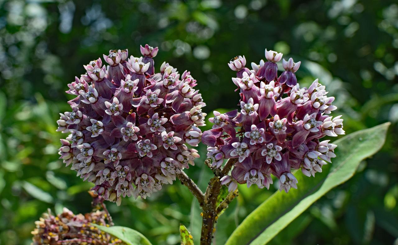 common milkweed