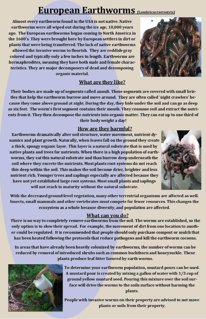 European Earthworms Educational article