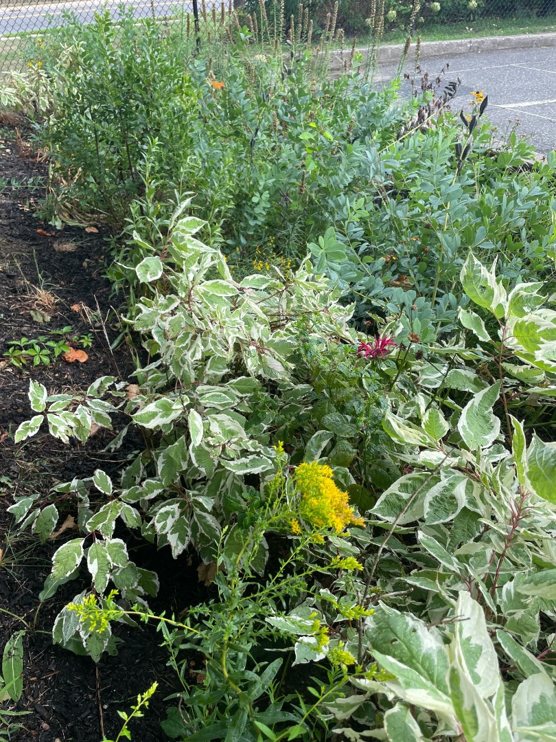 Raingarden at Bayville Community Center