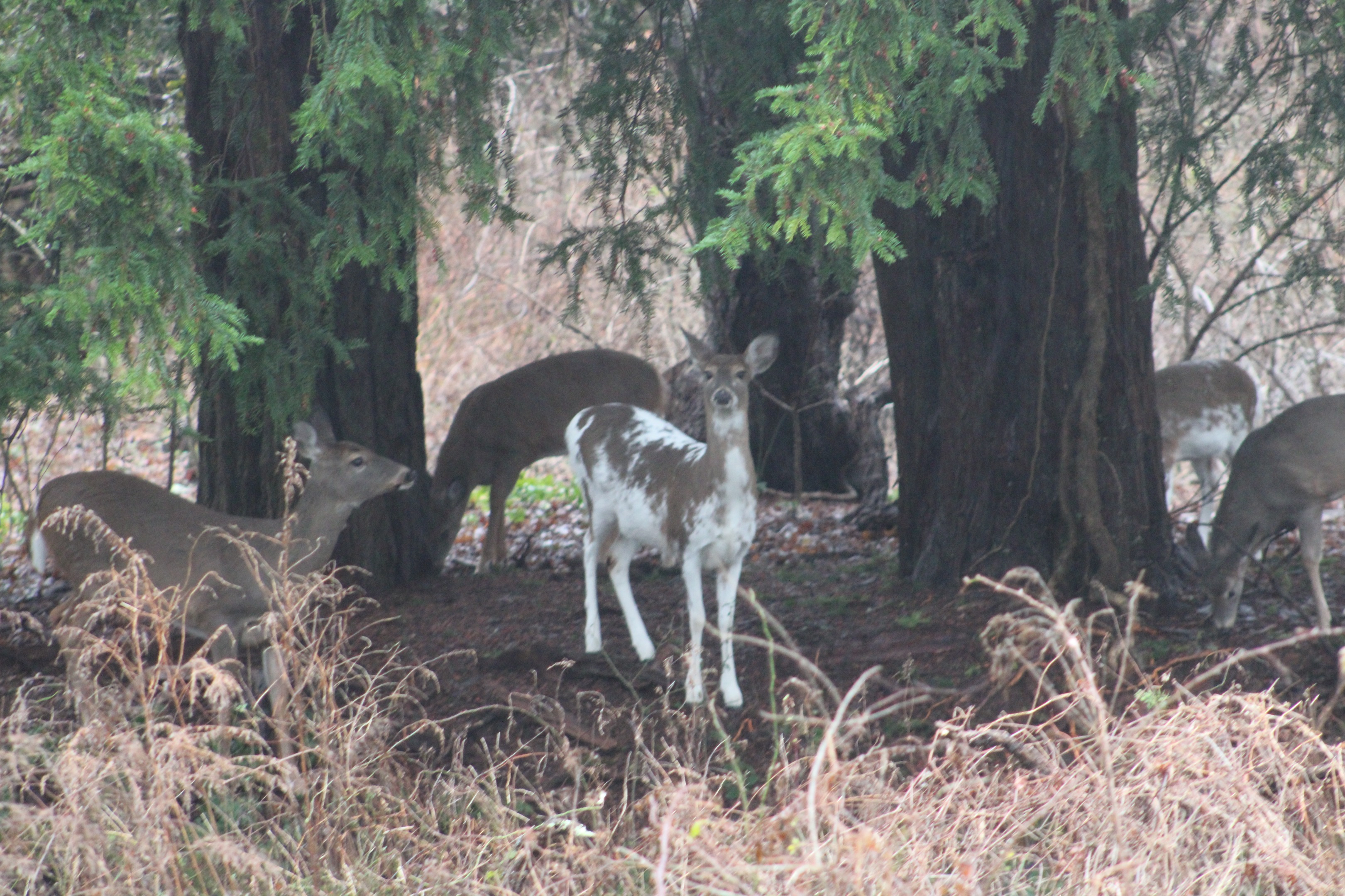 Photo of piebald deer