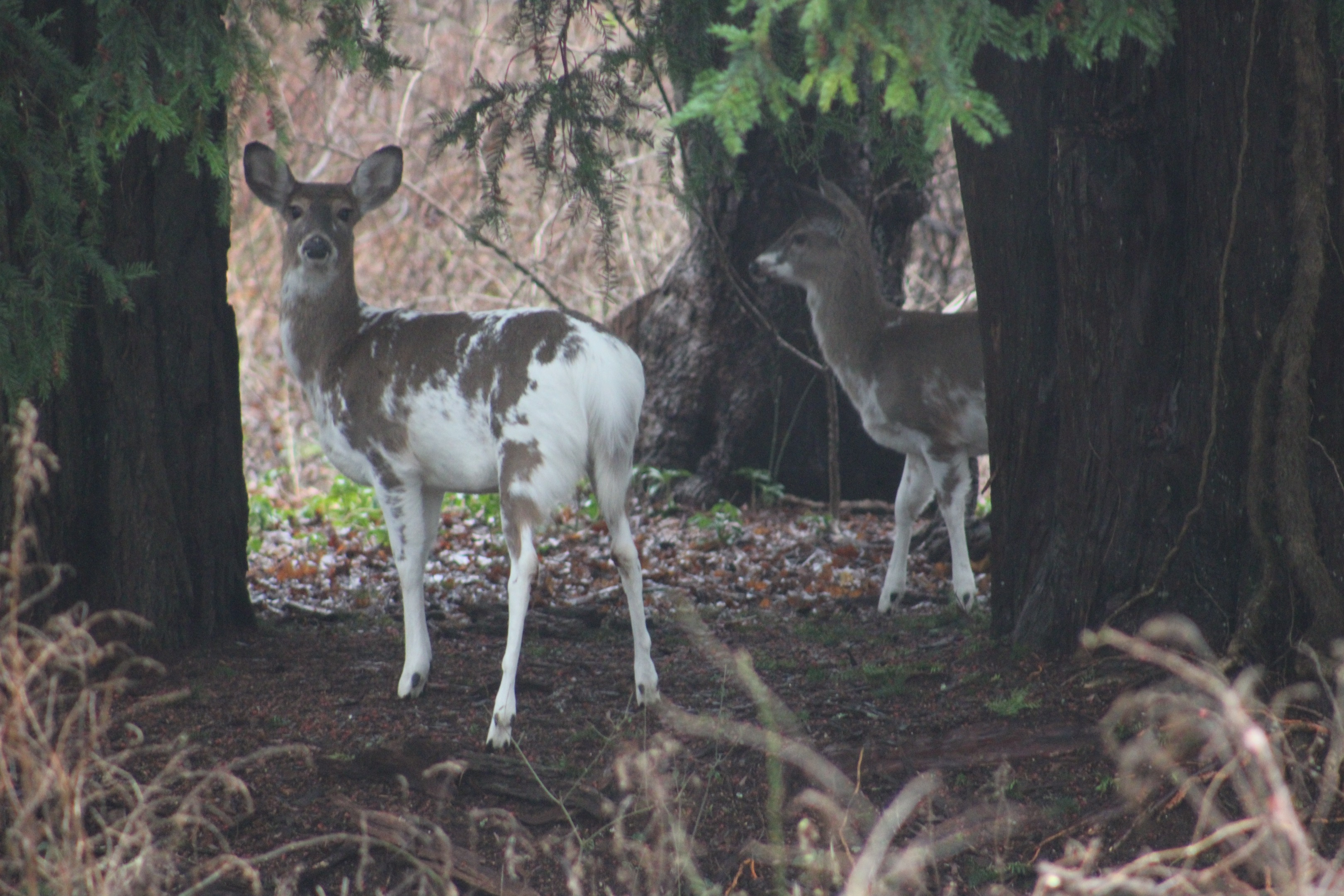 photo of piebald deer 2