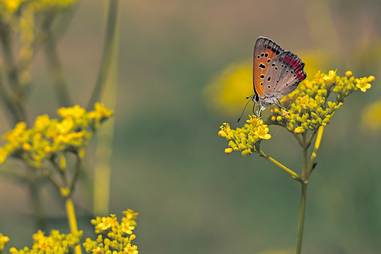 Golden Alexander – Zizia aurea Coneflower