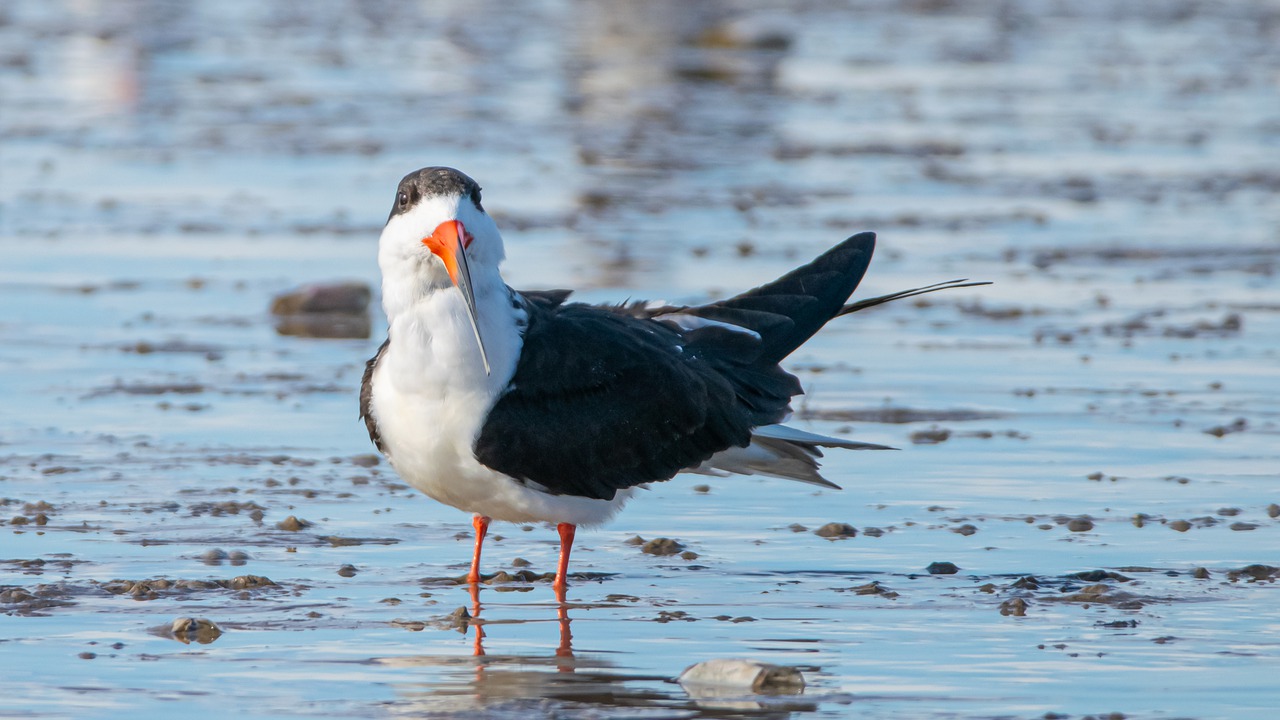 picture of oyster catcher bird on the shore