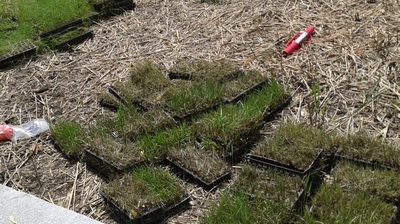 Spartina Alterniflora