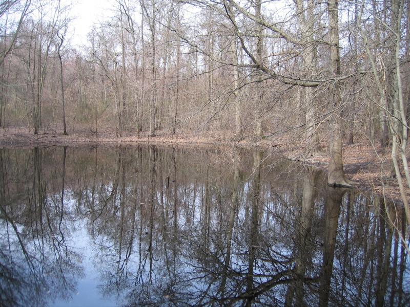 Vernal pool at Muttontown Preserve in Nassau County