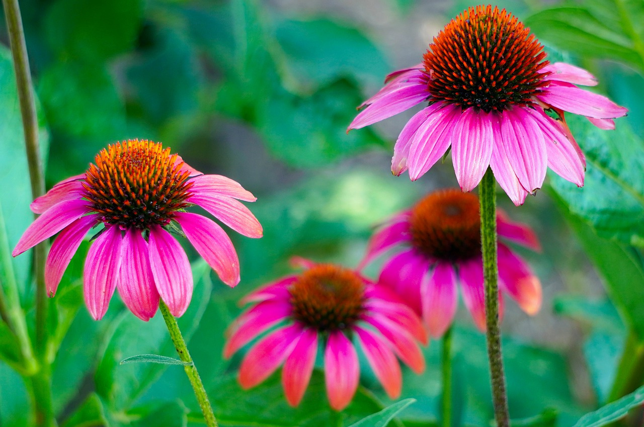 Purple Coneflower – Echinacea purpurea