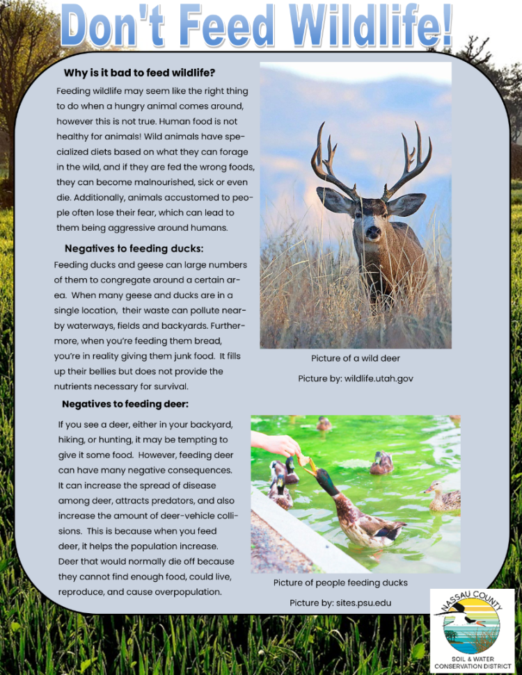 Don't Feed the Wildlife info poster
