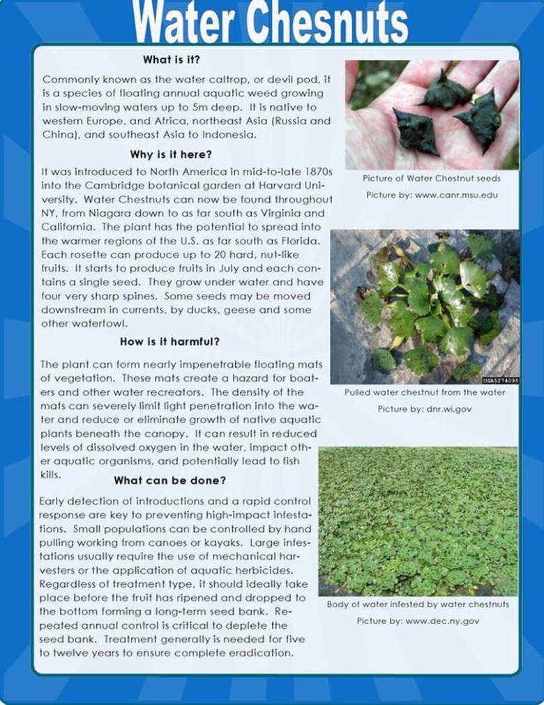 Water Chesnut Educational article