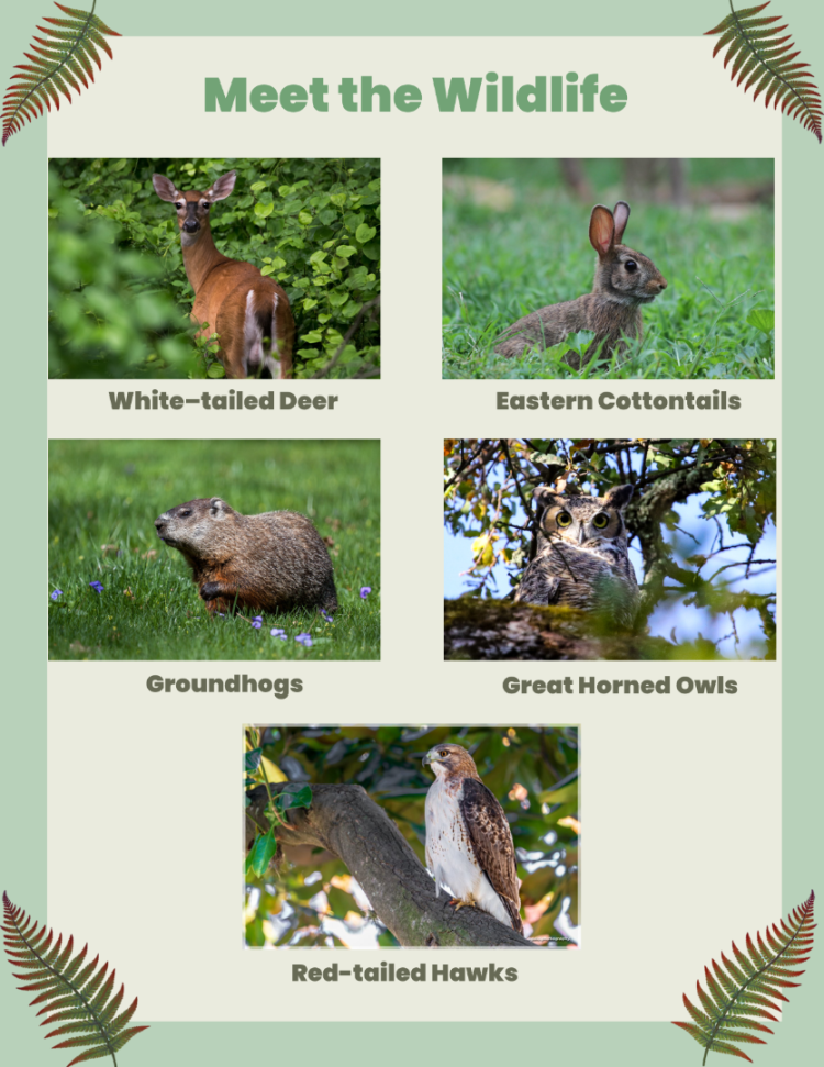 Meet the Wildlife info poster