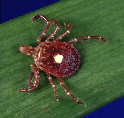 Lone-Star Tick