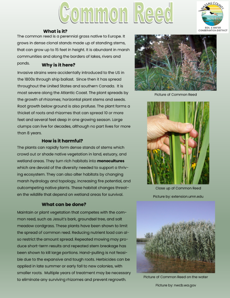 Common Reed Educational article