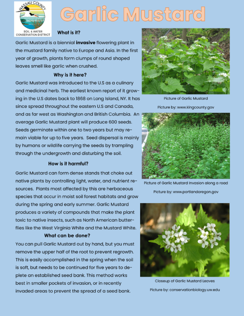 Garlic Mustard Educational