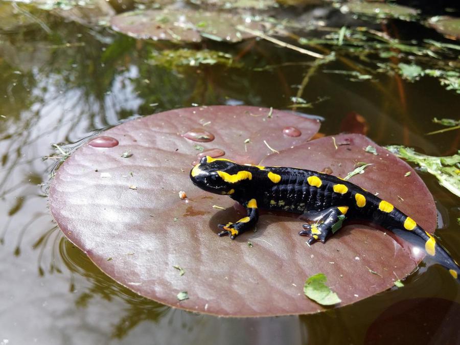Eastern Spotted Salamander