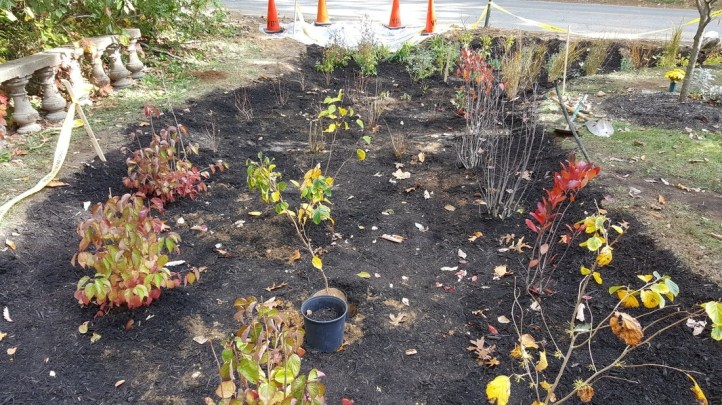 Cedarmere Preserve Raingarden 4