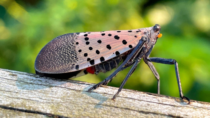 Spotted Lanternfly