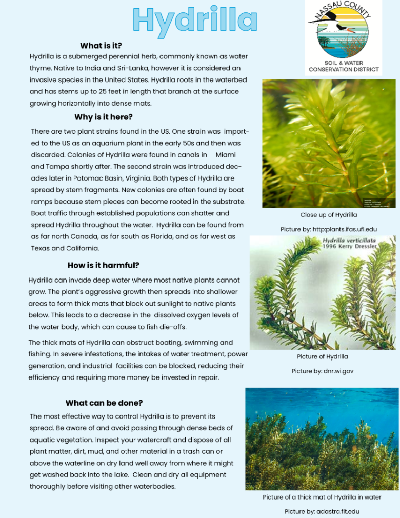 Hydrilla Educational article