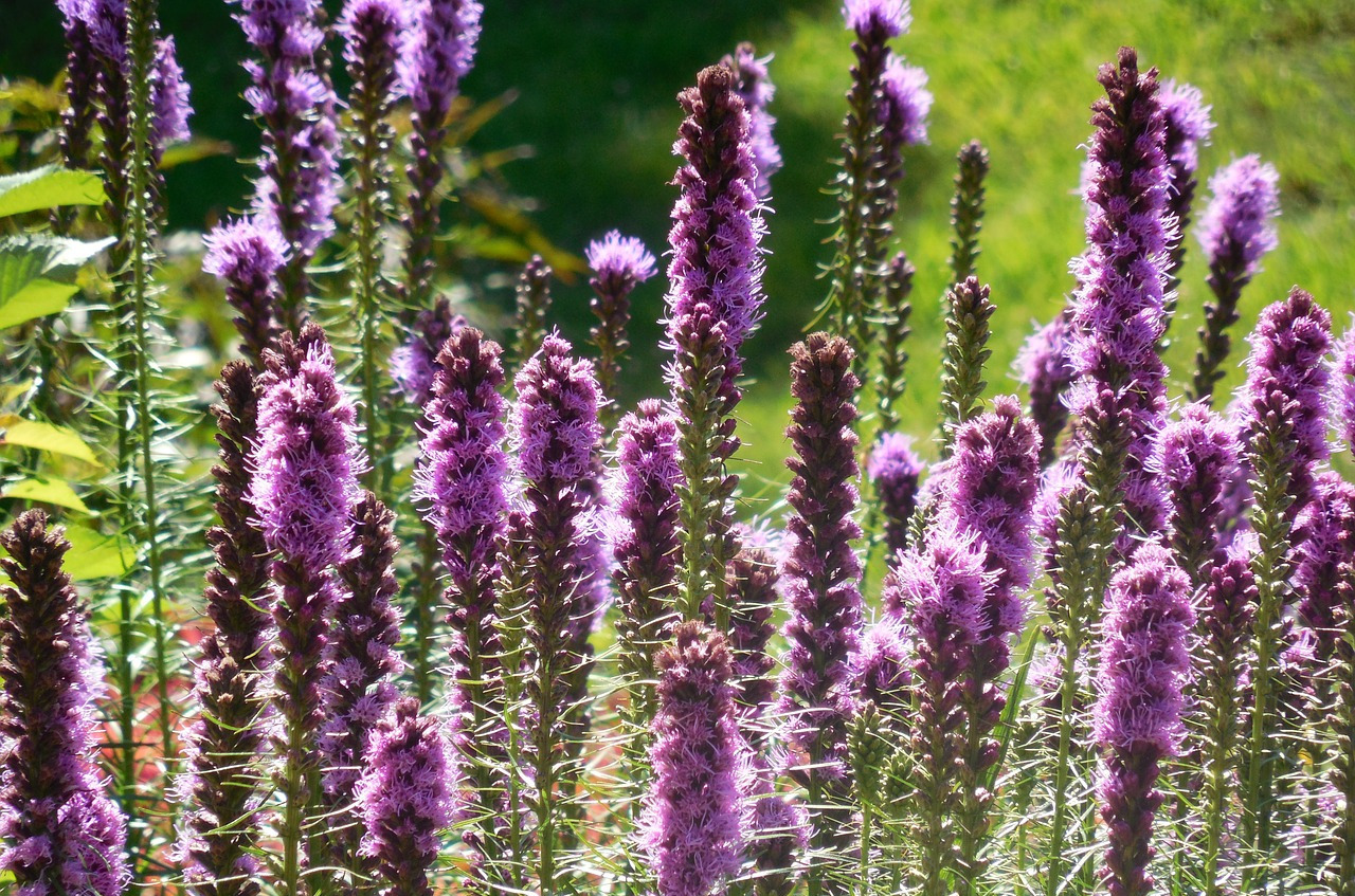 Blazing Star – Liatris spicata