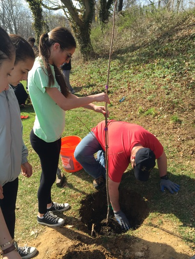 Planting sapling