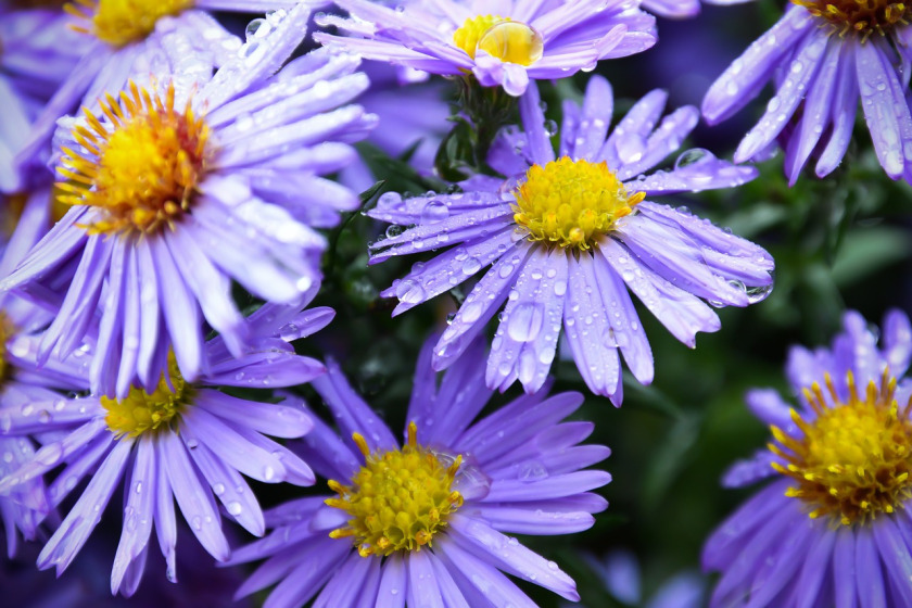 New York Aster – Symphyotrichum novi-belgii