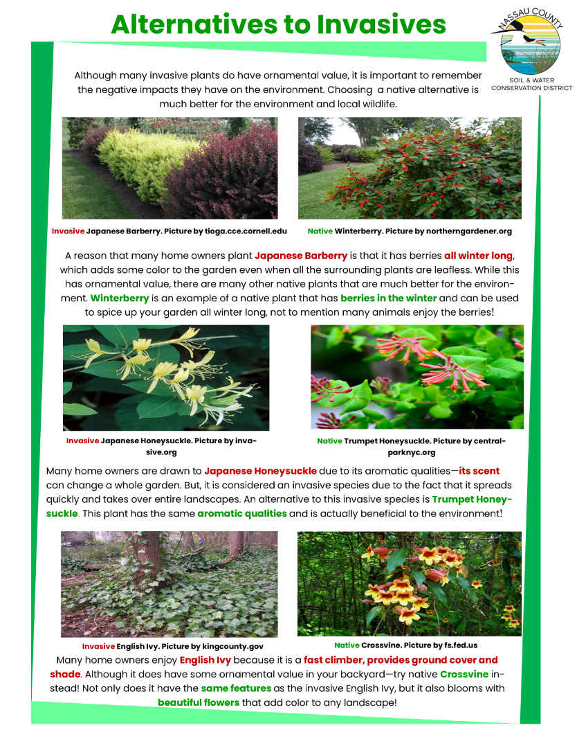 Alternatives to Invasive Garden Plants