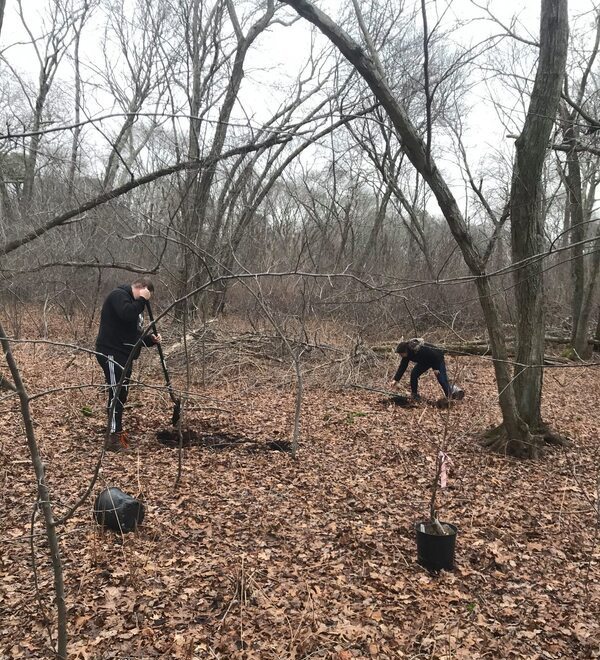 Planting trees in Massapequa Preserve
