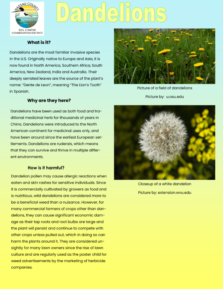 Dandelions Educational article